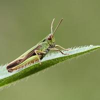 Common Green Grasshopper 2 